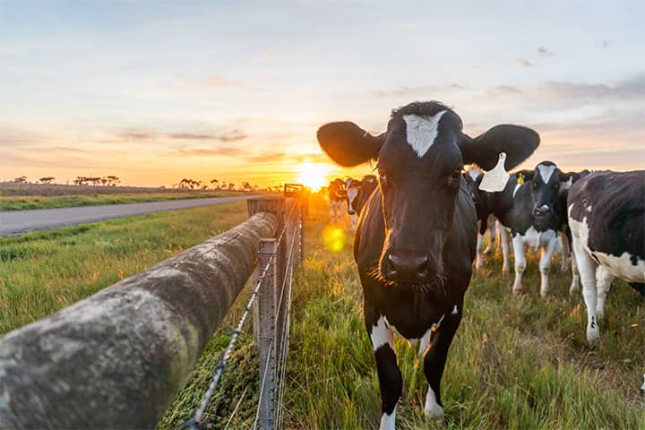 Happy cow