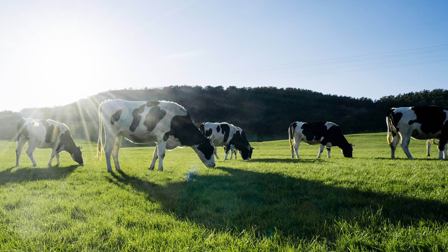 Olympic Dairy Cows in fields