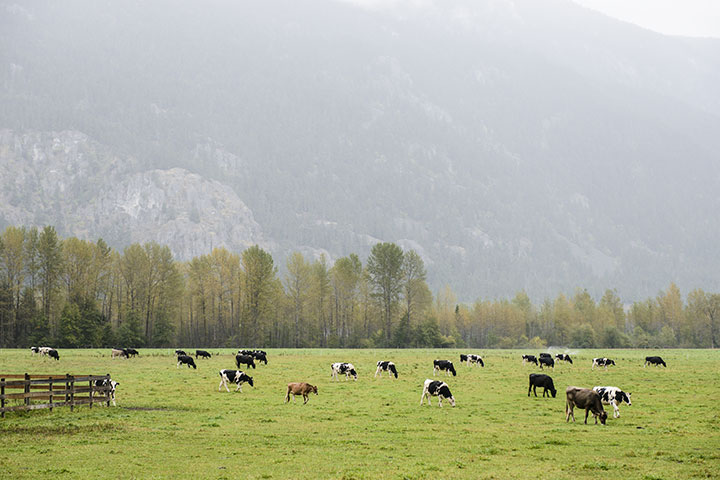 BC Dairy Farms